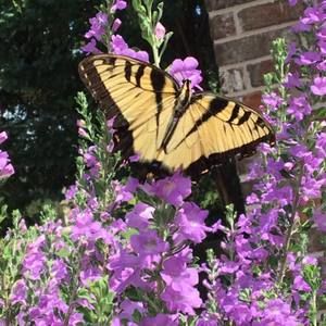 Meet your Posher, Jonita